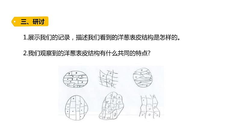 2022-2023 教科版科学 六年级上册 1-4 《观察洋葱表皮细胞》 课件第7页