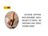 2022-2023 教科版科学 六年级上册 2-7《昼夜和四季变化对生物的影响》 课件