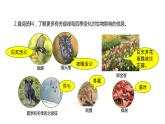 2022-2023 教科版科学 六年级上册 2-7《昼夜和四季变化对生物的影响》 课件