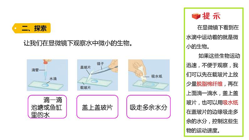 2022-2023 教科版科学 六年级上册 1-6 《观察水中微小的生物》 课件03