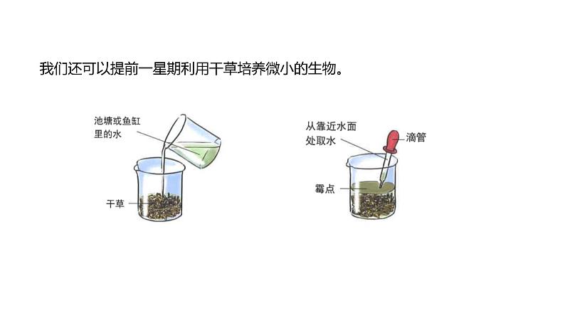 2022-2023 教科版科学 六年级上册 1-6 《观察水中微小的生物》 课件04