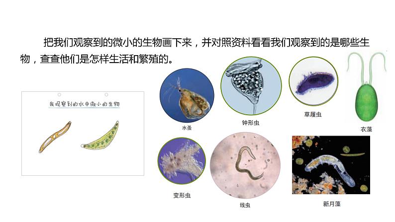 2022-2023 教科版科学 六年级上册 1-6 《观察水中微小的生物》 课件05