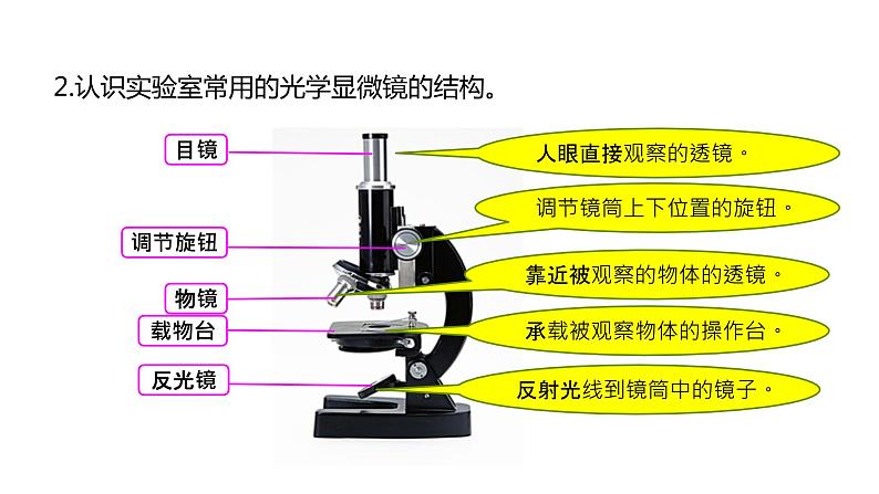 2022-2023 教科版科学 六年级上册 1-2 《怎样放得更大》 课件第6页