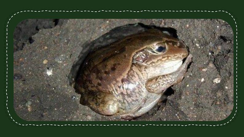 【核心素养】二年级上册科学第六节不同的季节课件＋教案08