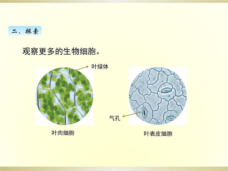 小学科学教科版六年级上册第一单元第5课《观察更多的生物细胞》课件（2022新版）03