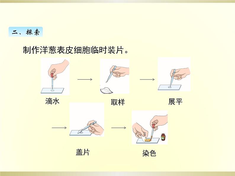 小学科学教科版六年级上册第一单元第4课《观察洋葱表皮细胞》课件（2022新版）03