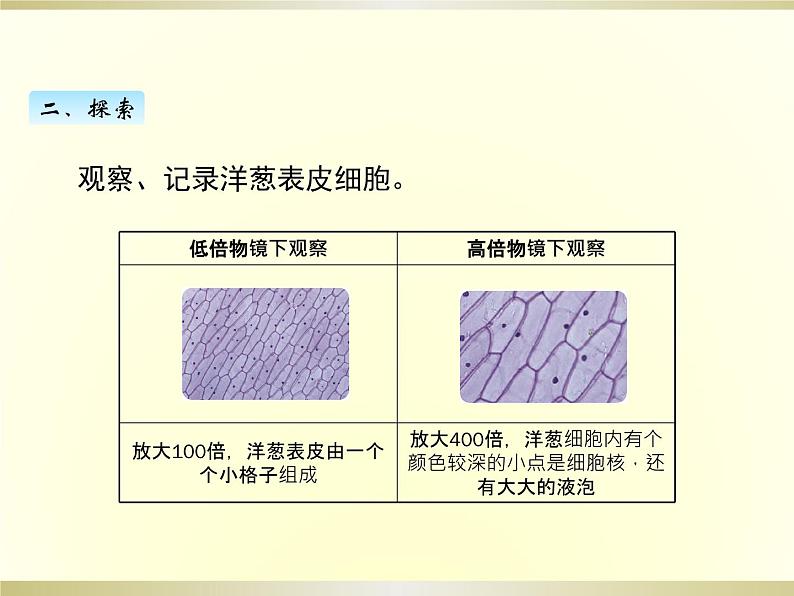 小学科学教科版六年级上册第一单元第4课《观察洋葱表皮细胞》课件（2022新版）05