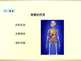 小学科学教科版五年级上册第四单元第2课《身体的运动》课件（2022新版）