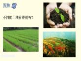 小学科学 教科版 四年级《比较不同的土壤》课件
