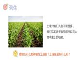 小学科学 教科版 四年级《观察土壤》课件