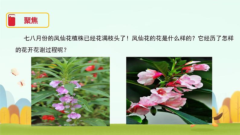 小学科学 教科版 四年级《凤仙花开花了》课件第1页