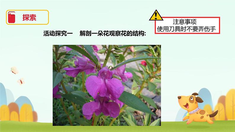 小学科学 教科版 四年级《凤仙花开花了》课件第2页