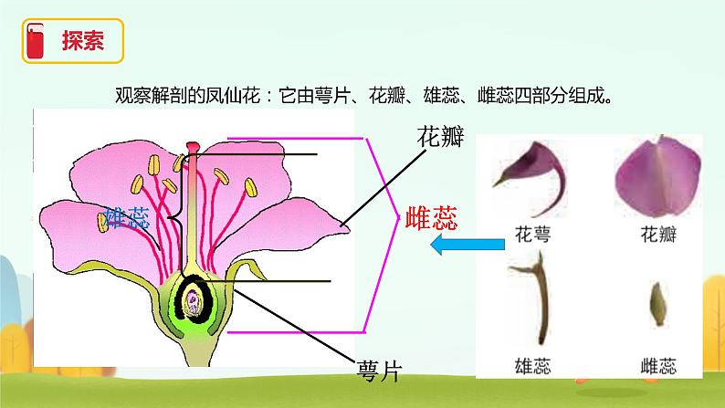 小学科学 教科版 四年级《凤仙花开花了》课件第3页