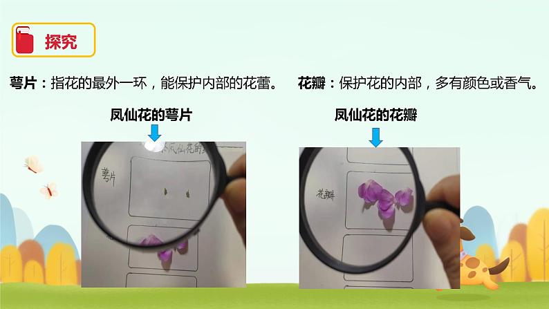 小学科学 教科版 四年级《凤仙花开花了》课件第4页