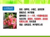 小学科学 教科版 四年级下 种植凤仙花 PPT课件