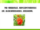 小学科学 教科版 四年级下 种植凤仙花 PPT课件