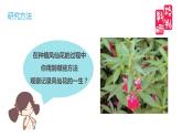 小学科学 教科版 四年级《凤仙花的一生》 课件