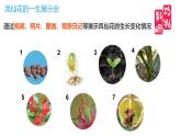小学科学 教科版 四年级《凤仙花的一生》 课件