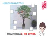 小学科学 教科版 四年级《凤仙花的一生》 课件