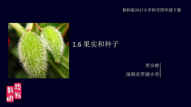 小学科学 教科版 四年级下《果实和种子》 课件第2页