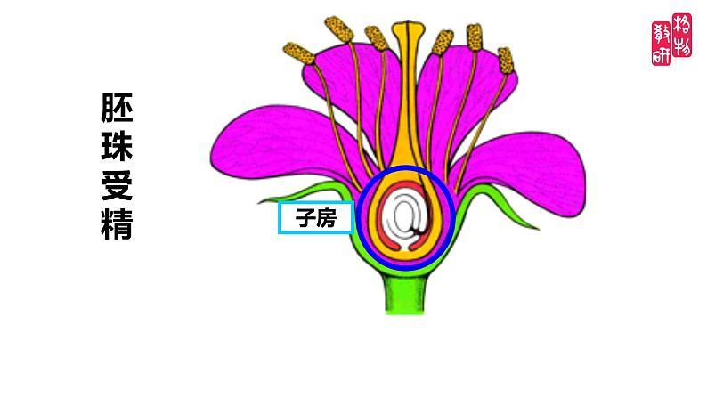 小学科学 教科版 四年级下《果实和种子》 课件第3页