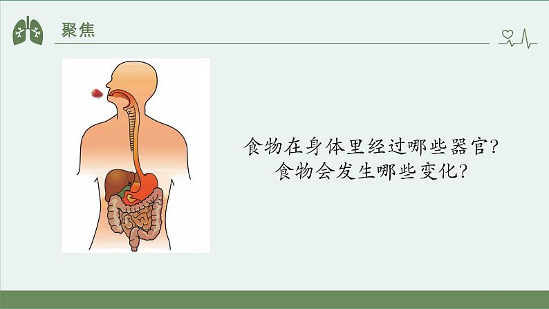 小学科学 教科版 四年级上册《食物在身体里的旅行》课件第5页