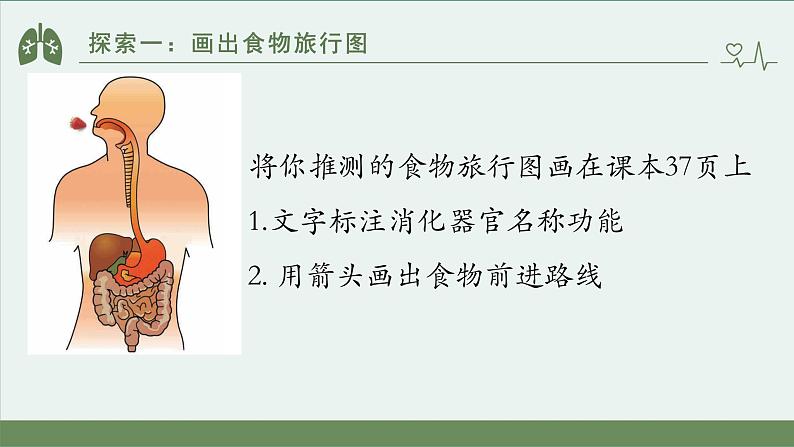 小学科学 教科版 四年级上册《食物在身体里的旅行》课件第6页