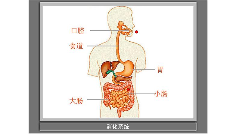 小学科学 教科版 四年级上册《食物在身体里的旅行》课件第7页