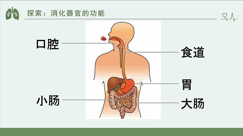 小学科学 教科版 四年级上册《食物在身体里的旅行》课件第8页