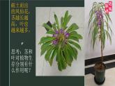 小学科学 教科版 四年级《茎和叶》课件