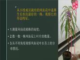 小学科学 教科版 四年级《茎和叶》课件