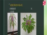 小学科学 教科版 四年级《茎和叶》课件