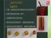 小学科学 教科版 四年级《茎和叶》课件
