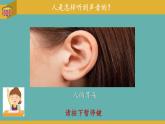 小学科学 教科版 四年级上册《我们是怎样听到声音的》 课件