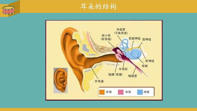 小学科学 教科版 四年级上册《我们是怎样听到声音的》 课件第4页