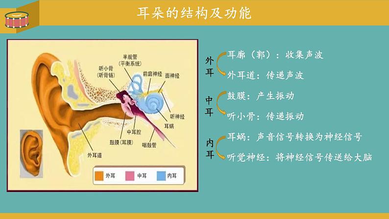 小学科学 教科版 四年级上册《我们是怎样听到声音的》 课件第6页