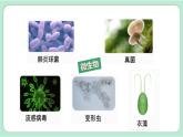 教科版六上科学 1.7《微生物与健康》课件+视频素材
