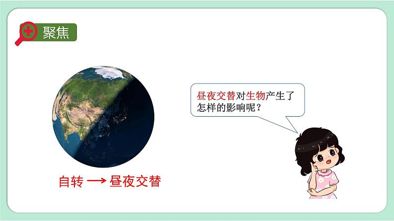 教科版六上科学 2.7《昼夜和四季变化对生物的影响》课件+视频素材02