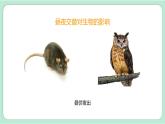 教科版六上科学 2.7《昼夜和四季变化对生物的影响》课件+视频素材