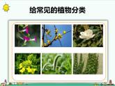 1.1《阳光下的植物》课件+教案