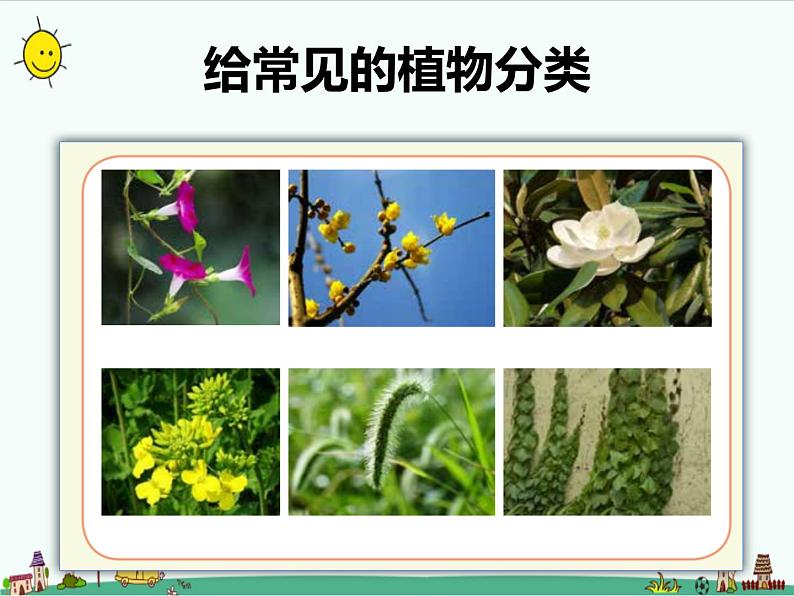 1.1《阳光下的植物》课件+教案03