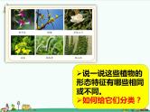 1.1《阳光下的植物》课件+教案