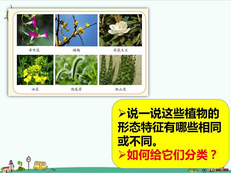 1.1《阳光下的植物》课件+教案04