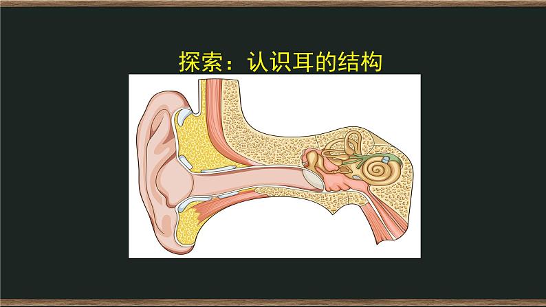 1.4 我们是怎样听到声音的 课件+教案+练习+任务单04