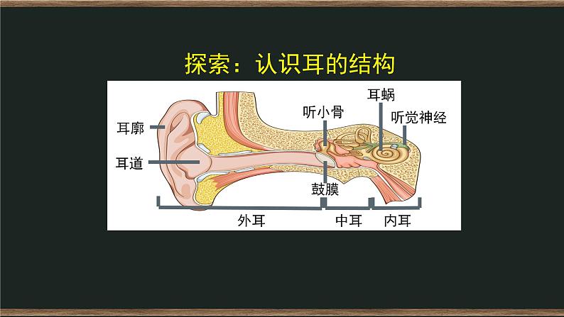 1.4 我们是怎样听到声音的 课件+教案+练习+任务单06