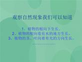 湘教版6上科学 1.1 一颗“顽强”的小树 课件+教案+素材