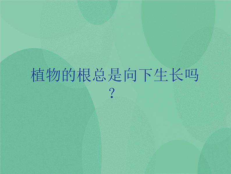 湘教版6上科学 1.1 一颗“顽强”的小树 课件+教案+素材04