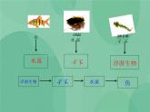 湘教版6上科学 1.3 走进池塘 课件+教案+素材