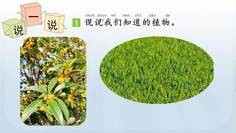 教科版一年级科学上册课件 第一单元 植物 1 我们知道的植物第3页