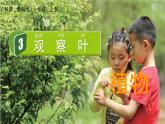 教科版一年級(jí)科學(xué)上冊(cè)課件 第一單元 植物 3 觀察葉